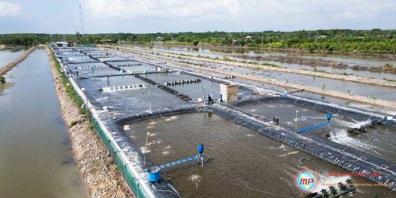 Lập mô hình nuôi tôm thẻ chân trắng công nghệ cao