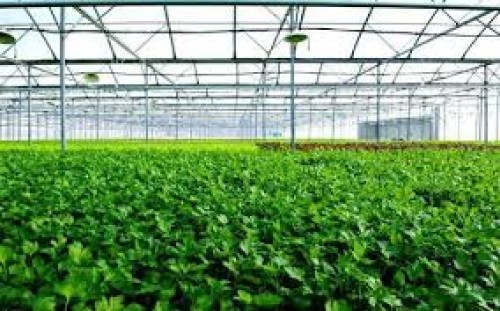 Dự án đầu tư trang trại trồng rau sạch xuất khẩu và tiên thụ trong nước