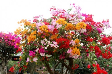 Những điều cần biết khi mở vườn trồng cây hoa giấy ngũ sắc Thái Lan